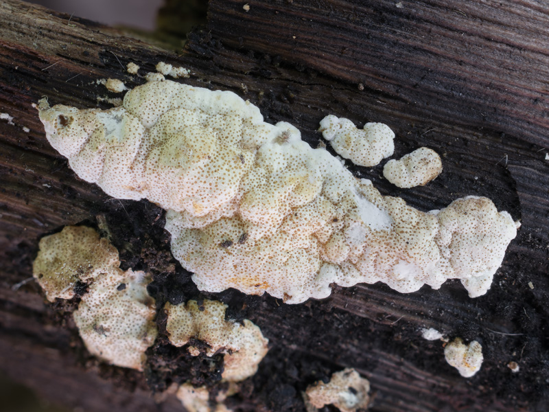 Hypocrea albolutescens